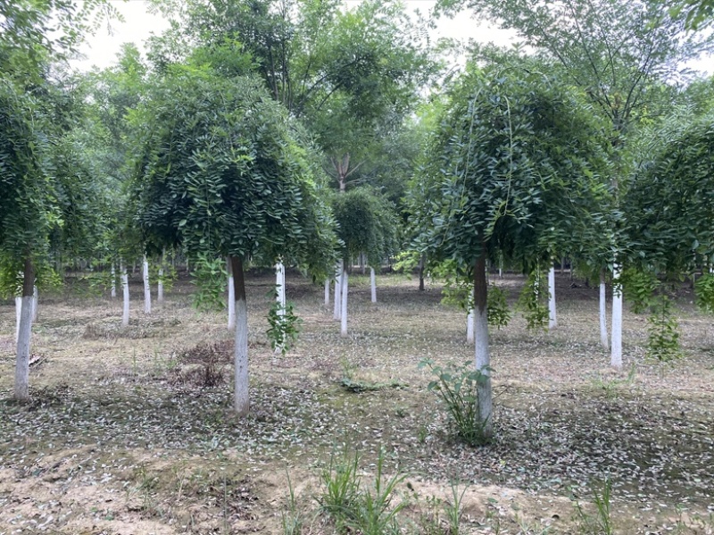 黄栌，3-8公分黄栌，荒山造林，抗旱优选，价格低，AAA