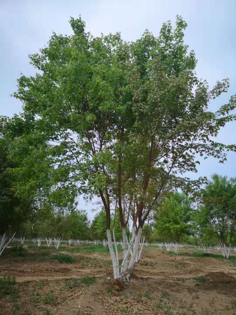 黄栌，3-8公分黄栌，荒山造林，抗旱优选，价格低，AAA