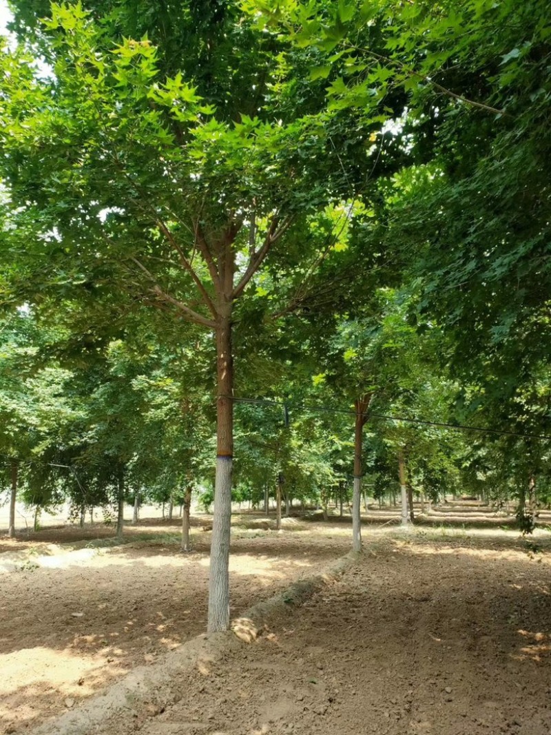 黄栌，3-8公分黄栌，荒山造林，抗旱优选，价格低，AAA