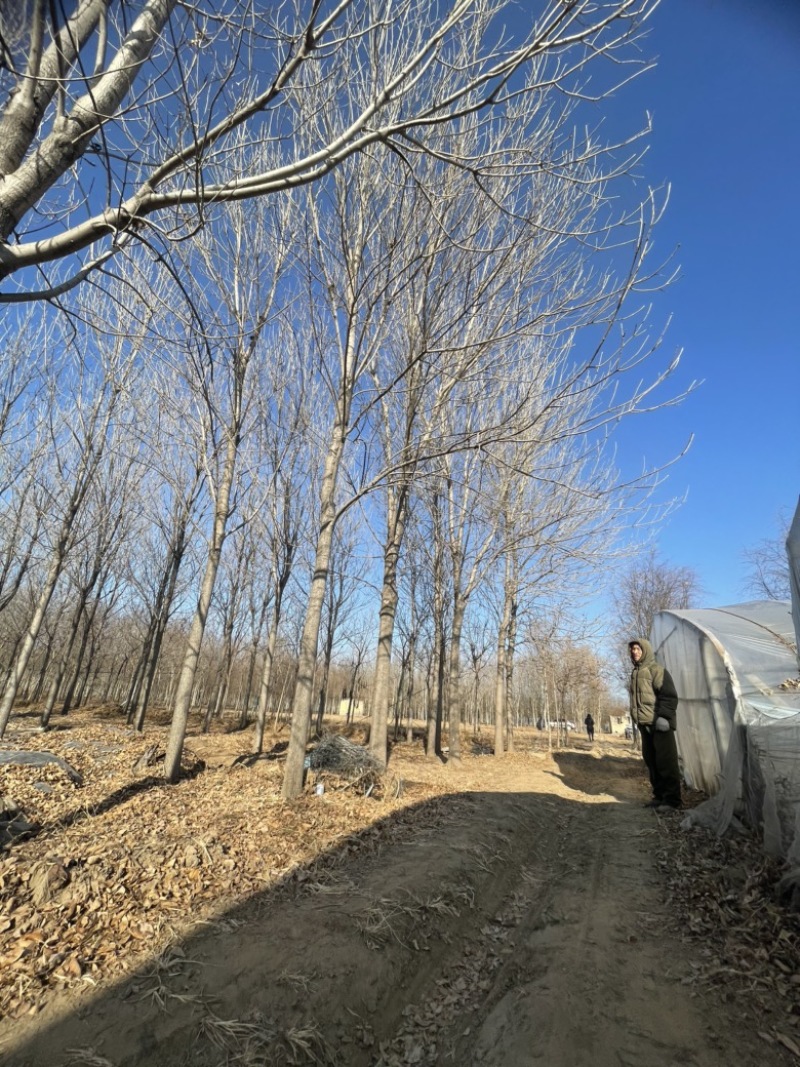 紫穗槐，基地，有把握的紫穗槐基地，常年供应，期待你的到来