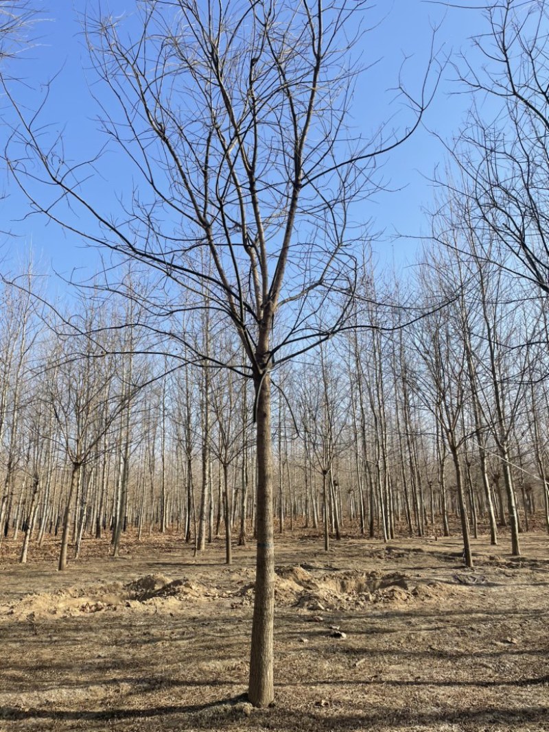 紫穗槐，基地，有把握的紫穗槐基地，常年供应，期待你的到来