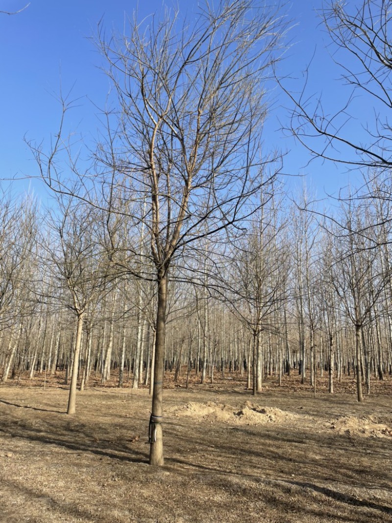 紫穗槐，基地，有把握的紫穗槐基地，常年供应，期待你的到来