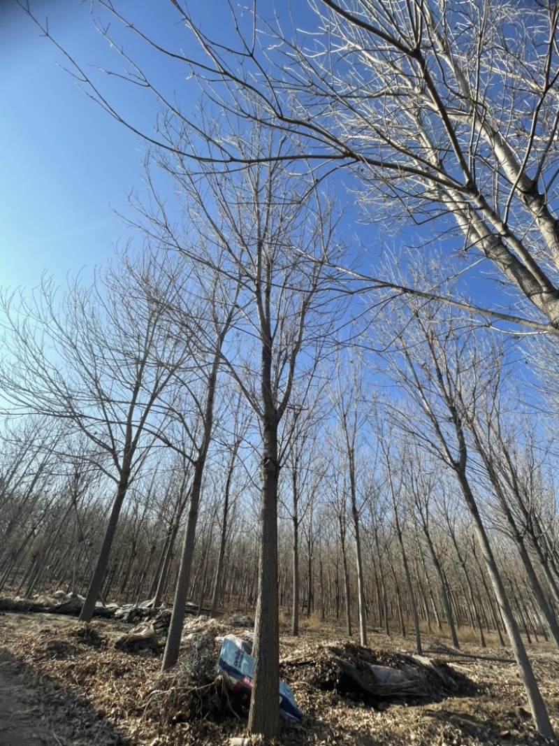 紫穗槐，基地，有把握的紫穗槐基地，常年供应，期待你的到来