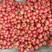 水果西红柿普罗旺斯番茄沙瓤皮薄多汁产地直供货源稳定