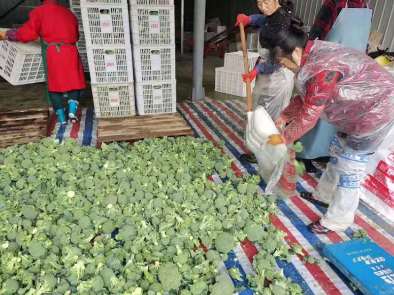 小米散花、花菜、加工厂专用脱水加工大量供应