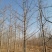 银杏树苗圃现挖现发清仓处理支持货到付款供应全国