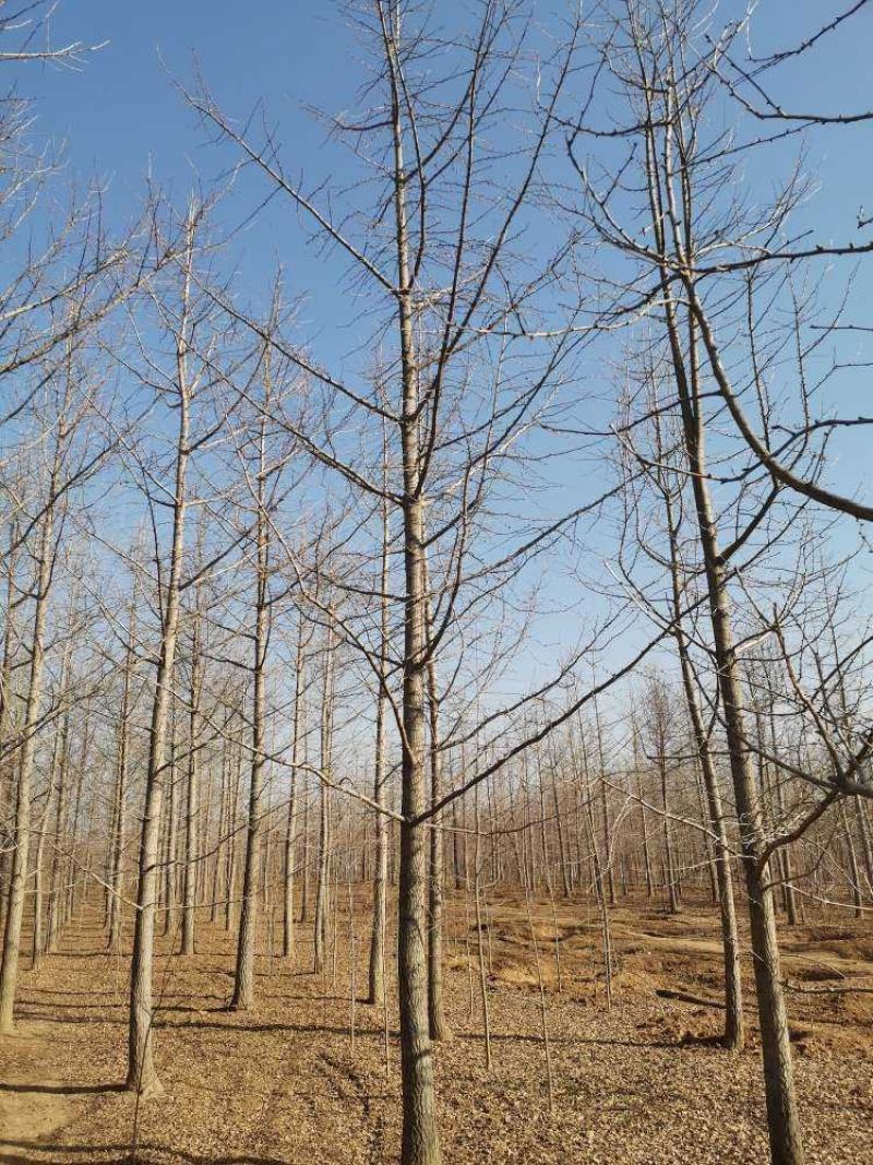 银杏树苗圃现挖现发清仓处理支持货到付款供应全国