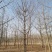 银杏树苗圃现挖现发清仓处理支持货到付款供应全国