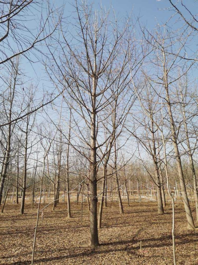 银杏树苗圃现挖现发清仓处理支持货到付款供应全国