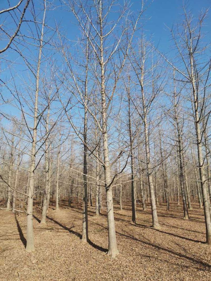 银杏树苗圃现挖现发清仓处理支持货到付款供应全国