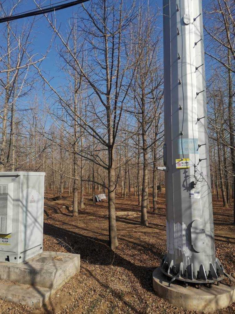银杏树苗圃现挖现发清仓处理支持货到付款供应全国