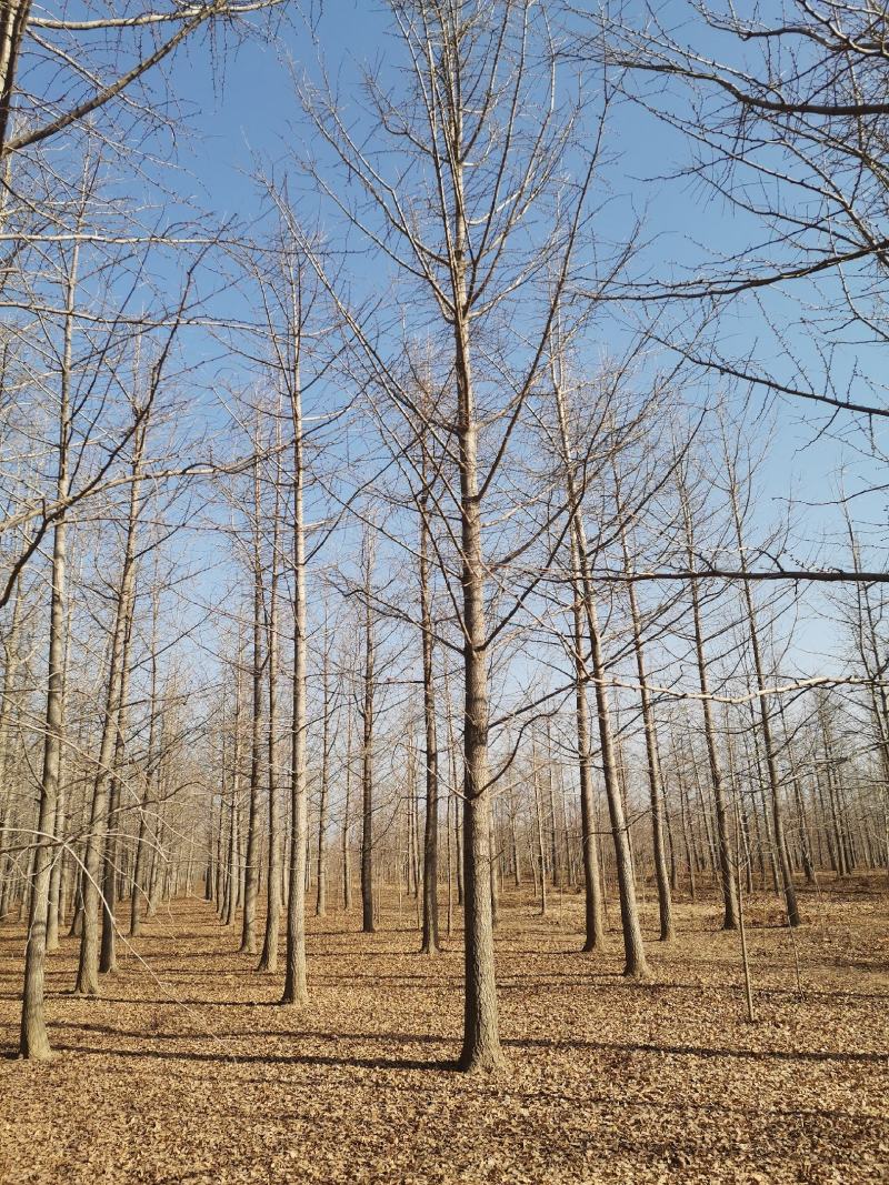 银杏树苗圃现挖现发清仓处理支持货到付款供应全国