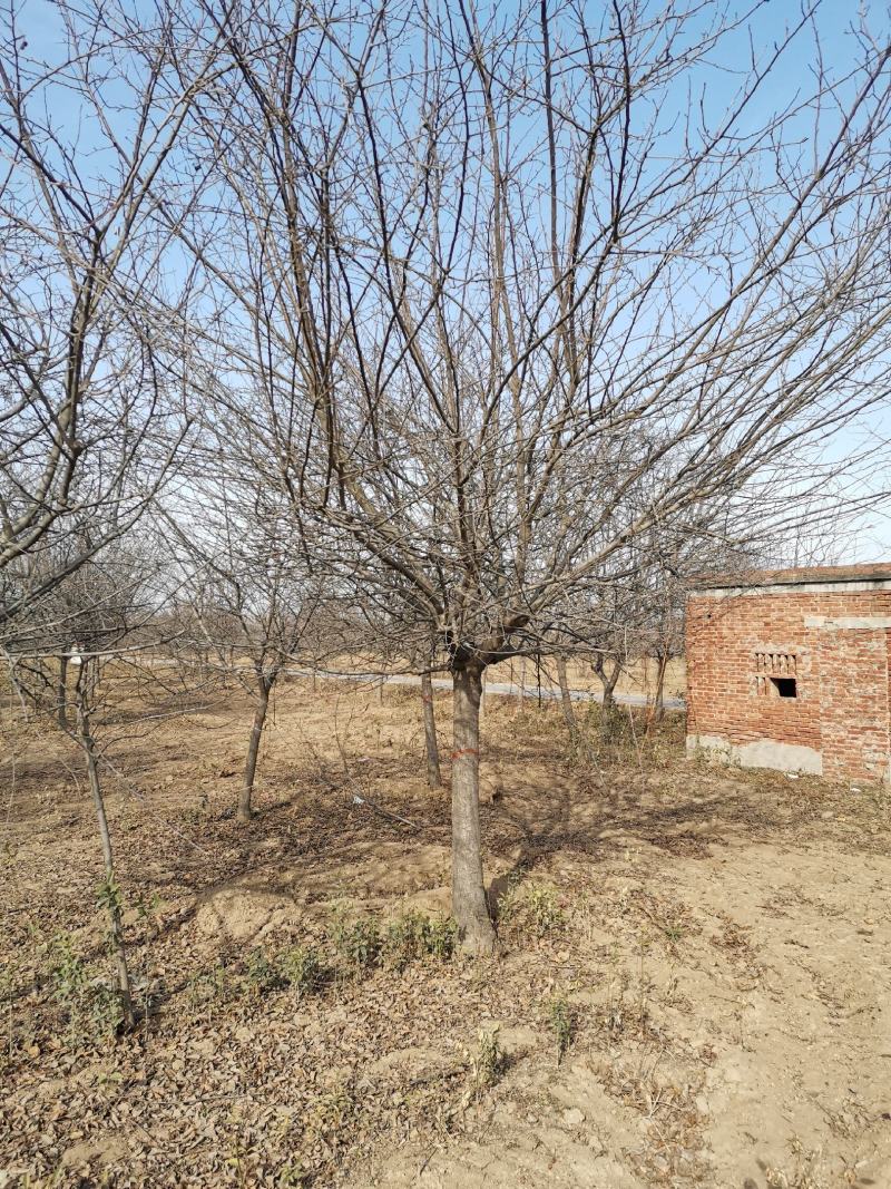 海棠红宝石海棠基地直销无差价量大从优对接全国