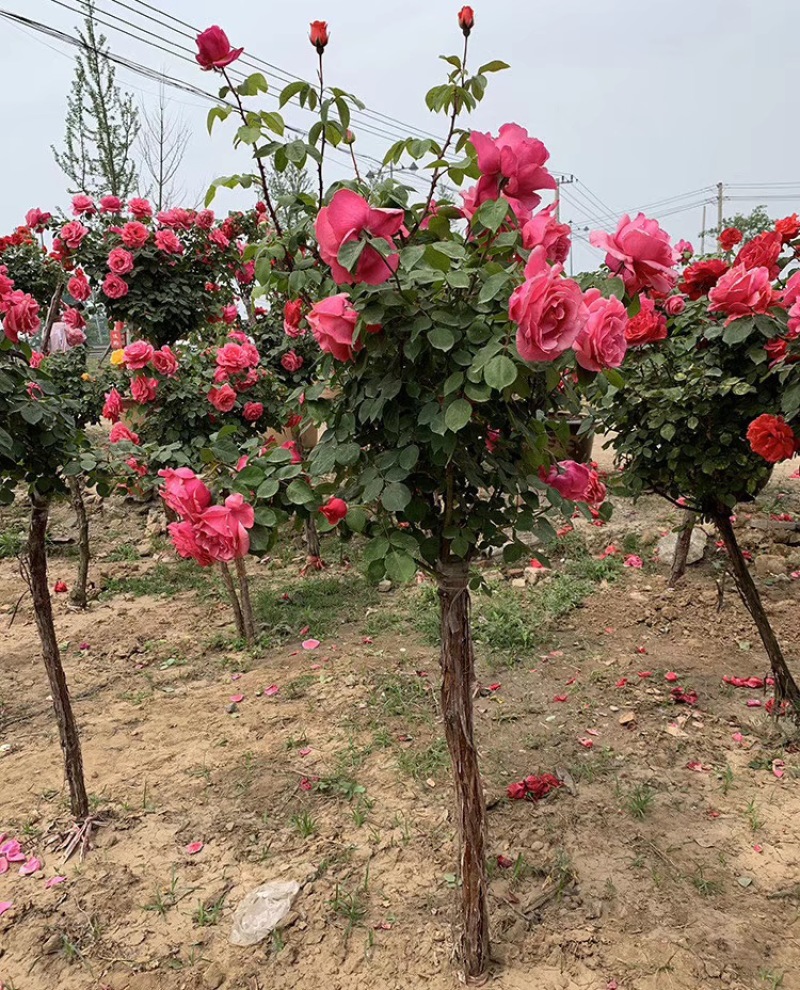 树桩月季绿化苗木道路绿化。彩色花卉