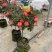 树桩月季绿化苗木道路绿化。彩色花卉