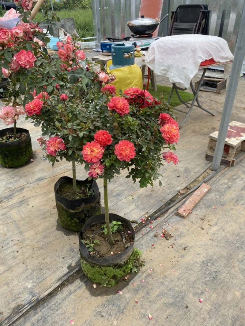 树桩月季绿化苗木道路绿化。彩色花卉
