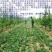 生地种植生地苗生地种苗
