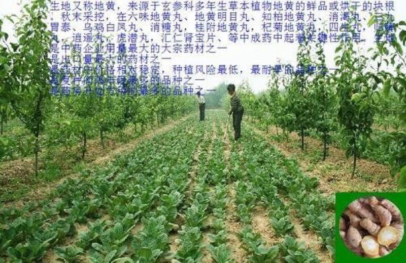 生地种植生地苗生地种苗