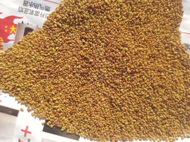 紫花苜蓿种子甘肃苜蓿籽批发苜蓿草种子发芽率好