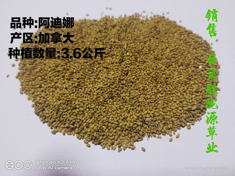 紫花苜蓿种子甘肃苜蓿籽批发苜蓿草种子发芽率好