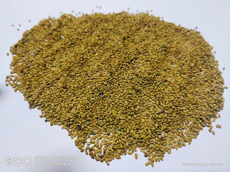 紫花苜蓿种子甘肃苜蓿籽批发苜蓿草种子发芽率好