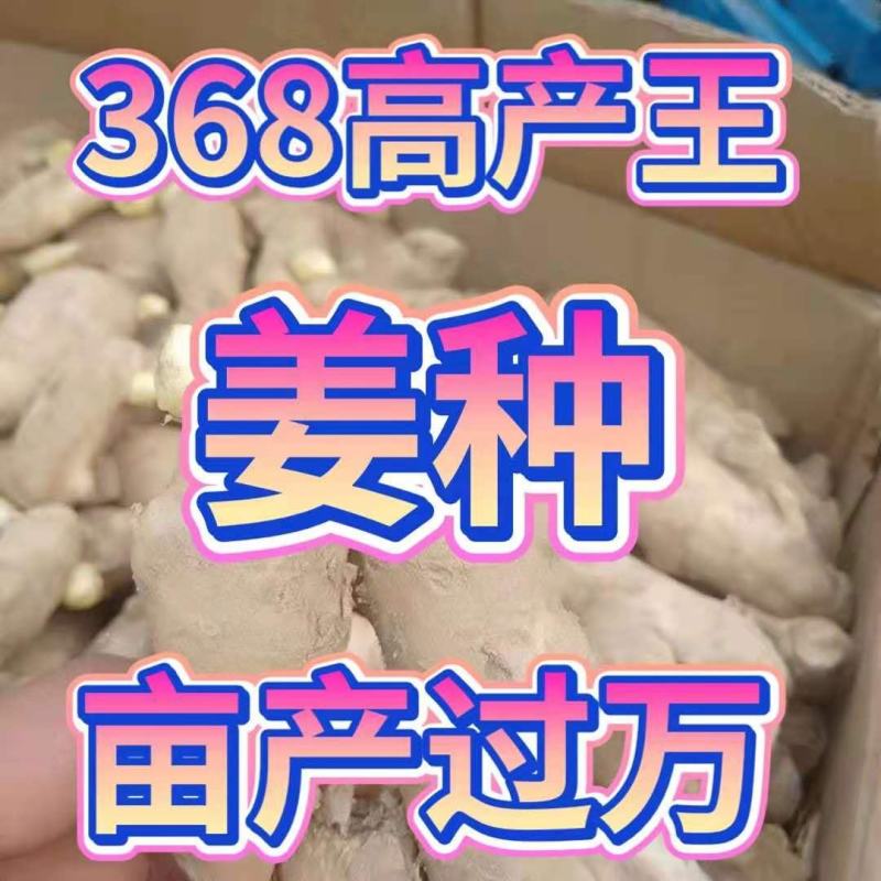 精选368高产王姜种包种植技术可回收抗病能力强全国发货