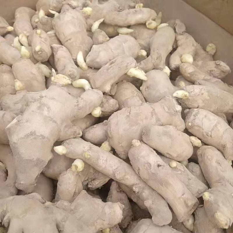 精选368高产王姜种包种植技术可回收抗病能力强全国发货