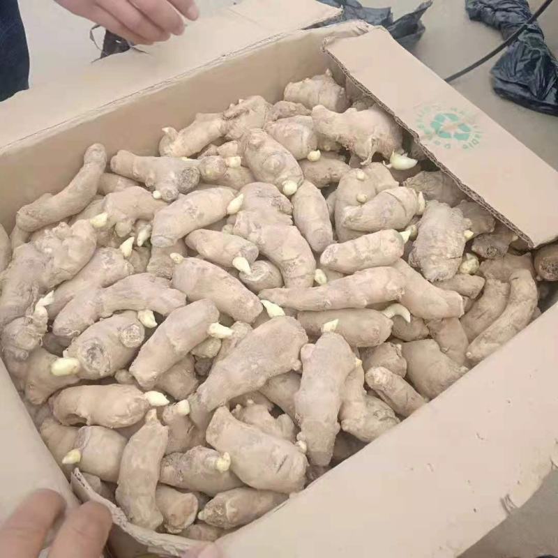 精选368高产王姜种包种植技术可回收抗病能力强全国发货