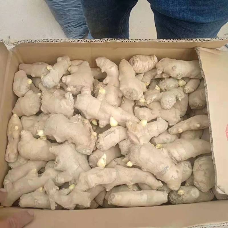精选368高产王姜种包种植技术可回收抗病能力强全国发货