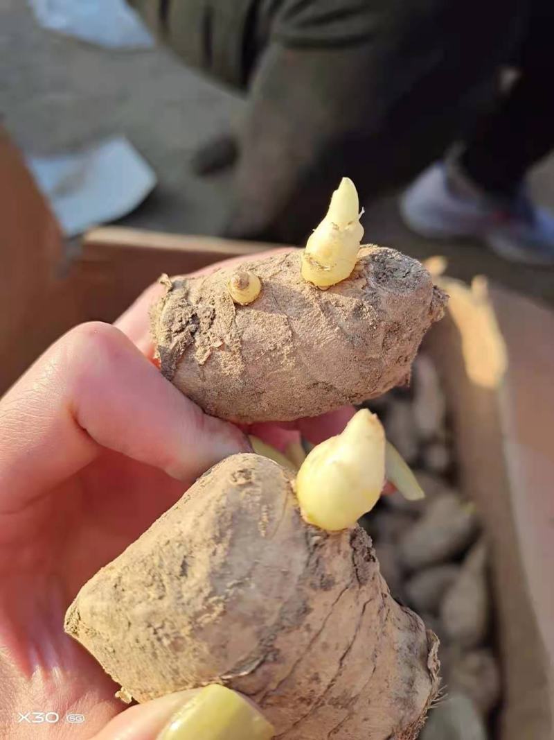 精选368高产王姜种包种植技术可回收抗病能力强全国发货