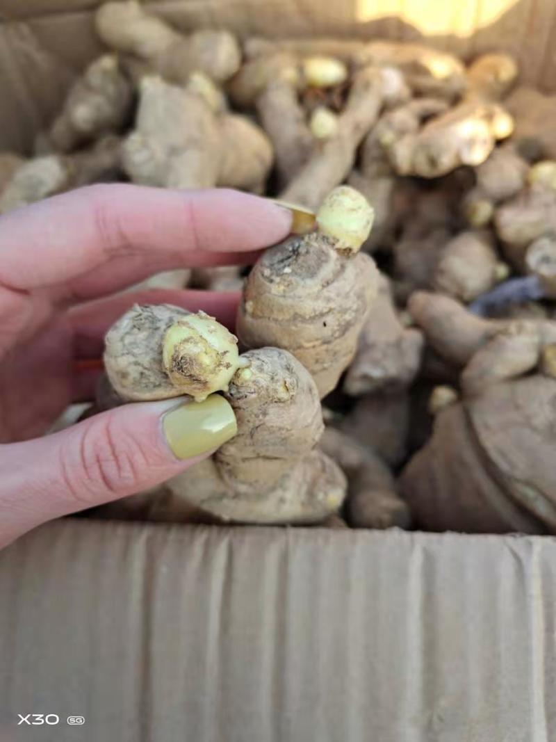 精选368高产王姜种包种植技术可回收抗病能力强全国发货