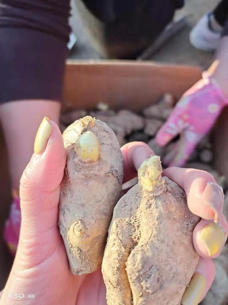 精选368高产王姜种包种植技术可回收抗病能力强全国发货