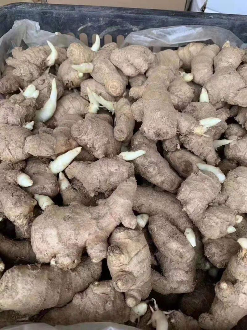精选368高产王姜种包种植技术可回收抗病能力强全国发货