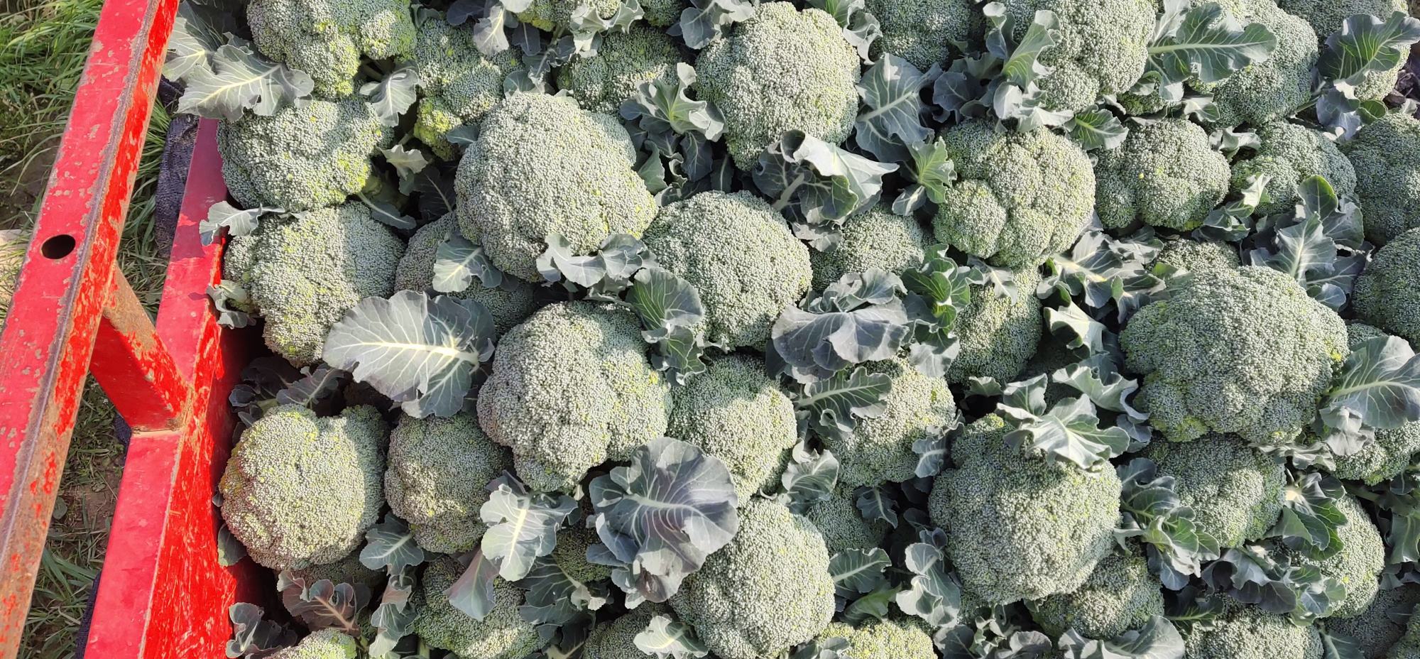 左侧为优质西兰花:花蕾紧实、颜色翠绿、茎部湿润;右侧为劣质品:花蕾松散、局部发黄、茎部干枯褐变;背景为农贸市场摊位,光线充足 市场中新鲜西兰花的选购对比图