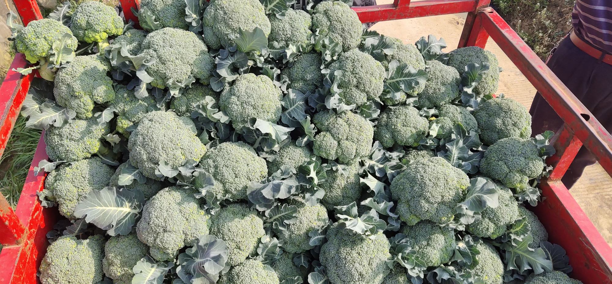 不同季节种植建议对比表