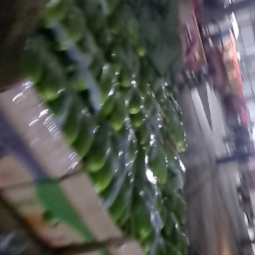 江苏省连云港市绿皮西葫芦