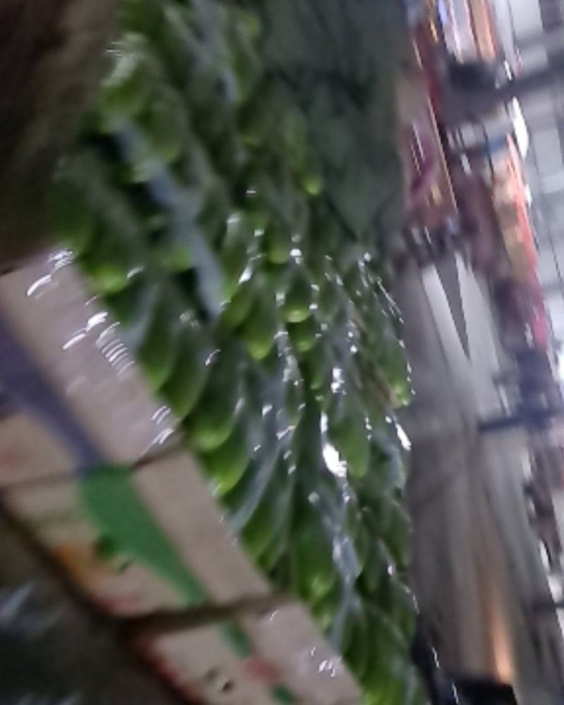 江苏省连云港市绿皮西葫芦