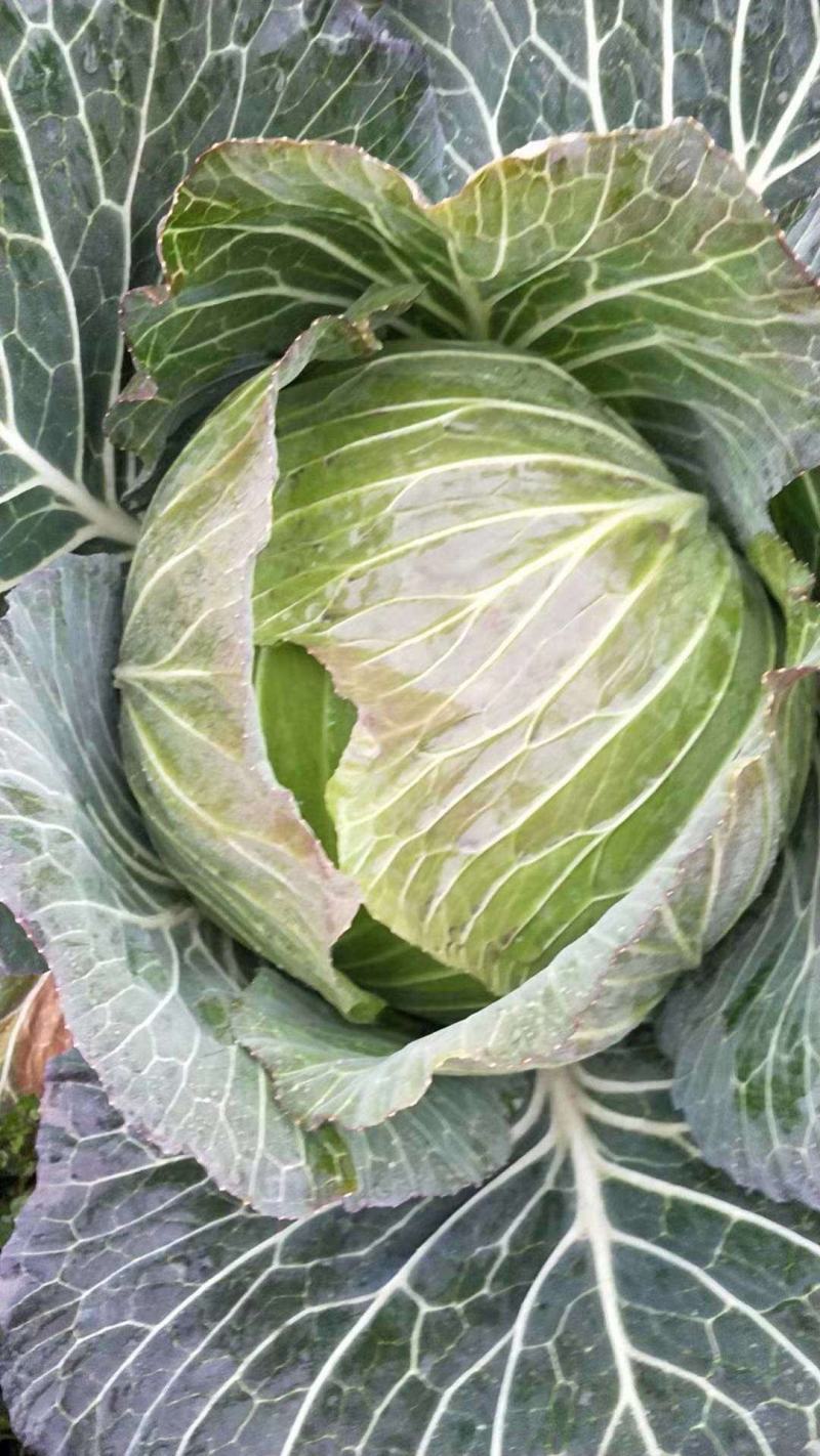 甘蓝，鸡心甘蓝，绿甘蓝，整车发货，产区直发
