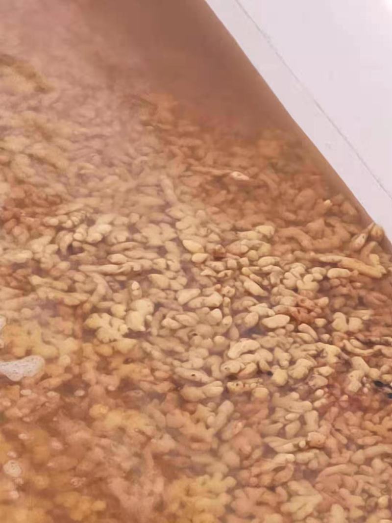 泡姜！云南罗平优质小黄姜，工厂直销，品质优，价格美丽