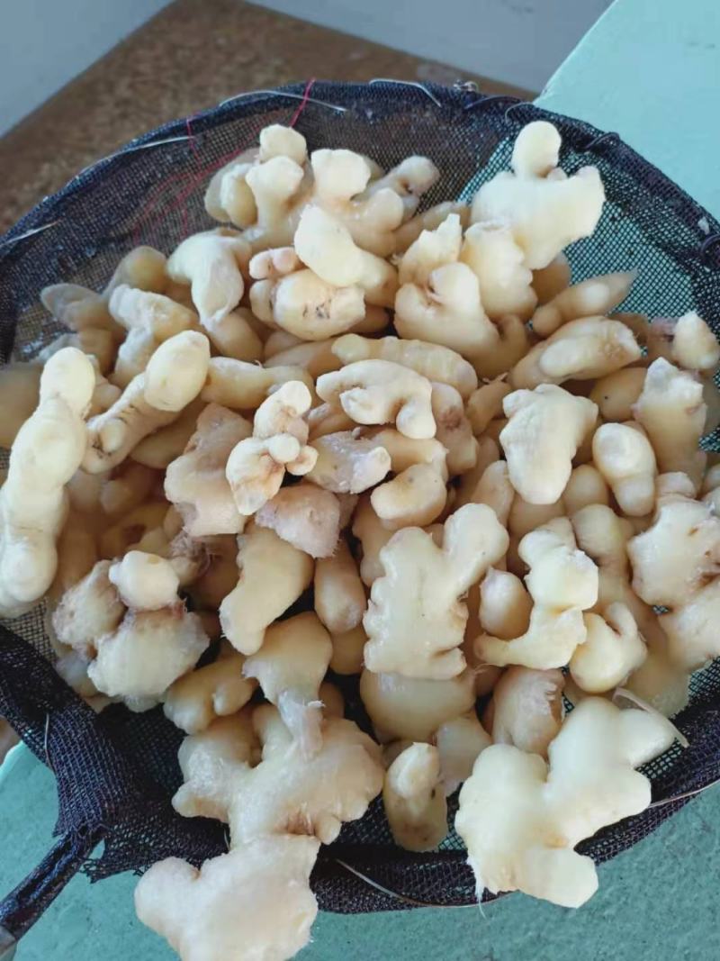 泡姜！云南罗平优质小黄姜，工厂直销，品质优，价格美丽