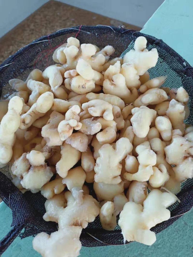泡姜！云南罗平优质小黄姜，工厂直销，品质优，价格美丽
