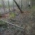 【荐】柳树苗山东柳树种苗速生柳树苗垂柳树苗绿化苗木