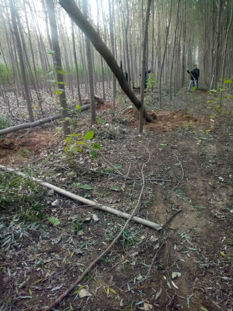 【荐】柳树苗山东柳树种苗速生柳树苗垂柳树苗绿化苗木