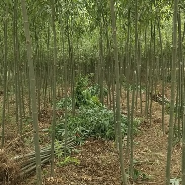 【荐】柳树苗山东柳树种苗速生柳树苗垂柳树苗绿化苗木