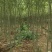 【荐】柳树苗山东柳树种苗速生柳树苗垂柳树苗绿化苗木