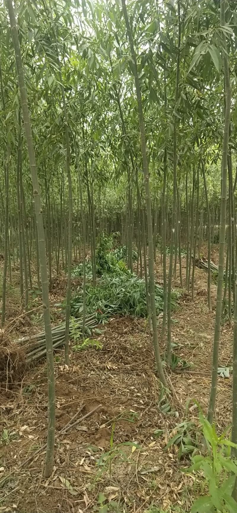 【荐】柳树苗山东柳树种苗速生柳树苗垂柳树苗绿化苗木