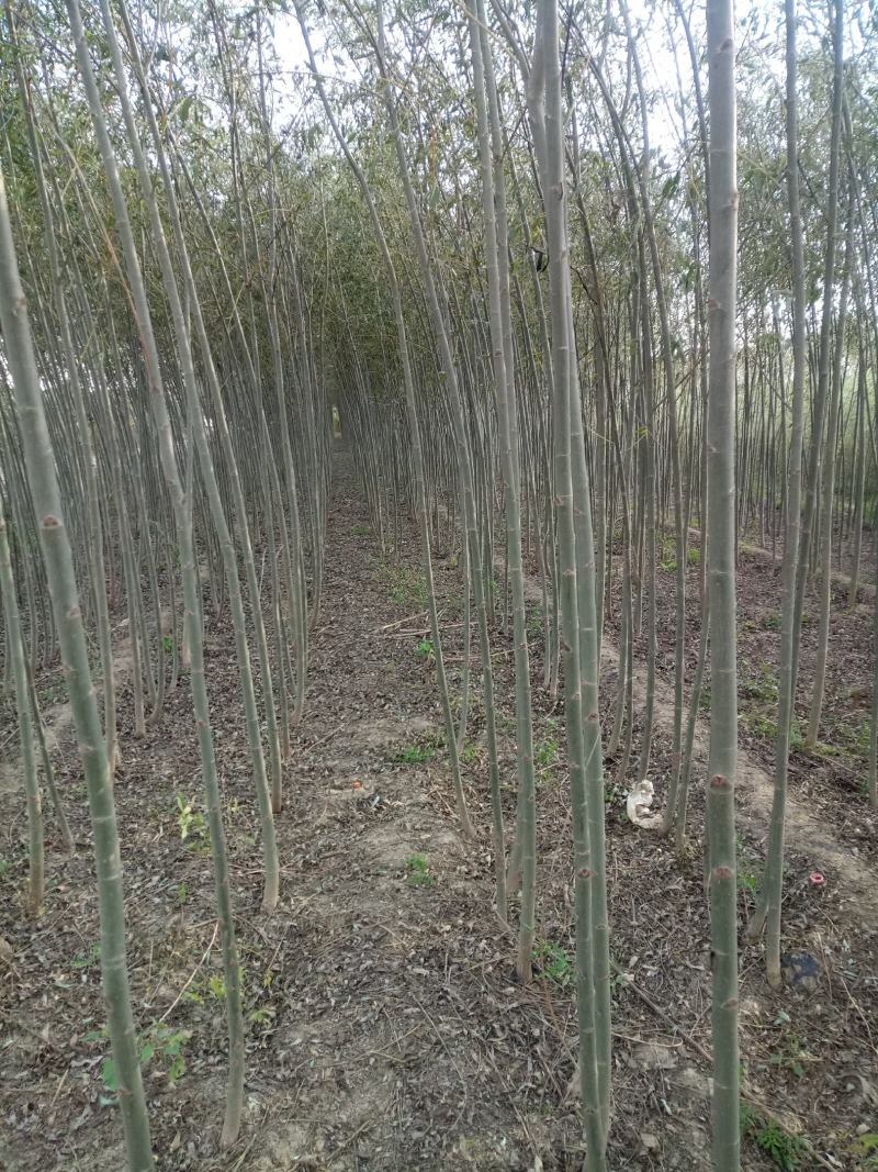 【荐】柳树苗山东柳树种苗速生柳树苗垂柳树苗绿化苗木