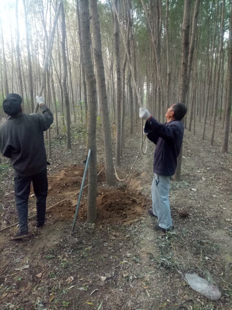 【荐】柳树苗山东柳树种苗速生柳树苗垂柳树苗绿化苗木