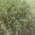 【荐】柳树苗山东柳树种苗速生柳树苗垂柳树苗绿化苗木