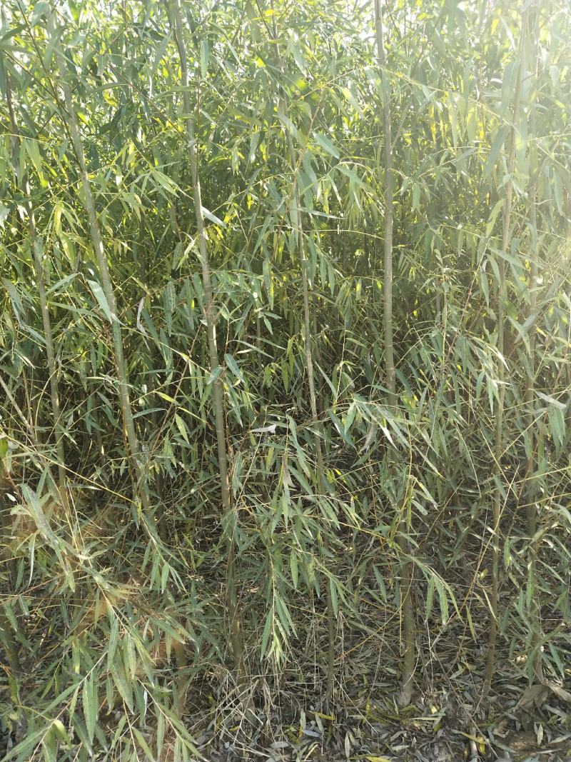 【荐】柳树苗山东柳树种苗速生柳树苗垂柳树苗绿化苗木